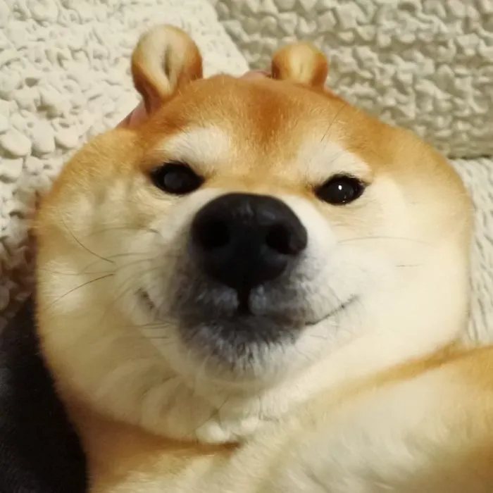 Những hình ảnh shiba meme ẩn sau sự hài hước và siêu cute