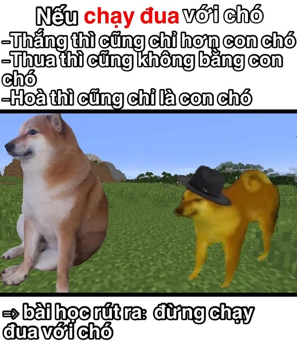 Những hình ảnh shiba meme ẩn sau sự hài hước và siêu cute