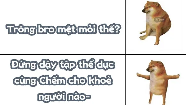 Những hình ảnh shiba meme ẩn sau sự hài hước và siêu cute