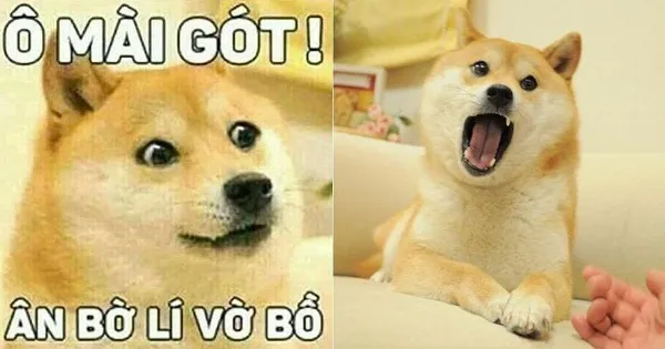 Những hình ảnh shiba meme ẩn sau sự hài hước và siêu cute