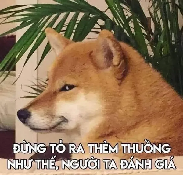 Những hình ảnh shiba meme ẩn sau sự hài hước và siêu cute