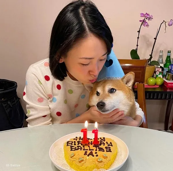 Những hình ảnh shiba meme ẩn sau sự hài hước và siêu cute