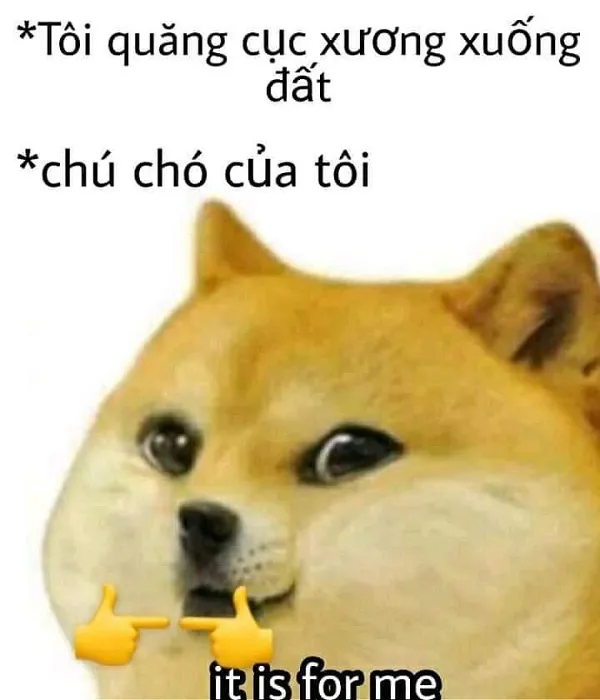 Những hình ảnh shiba meme ẩn sau sự hài hước và siêu cute