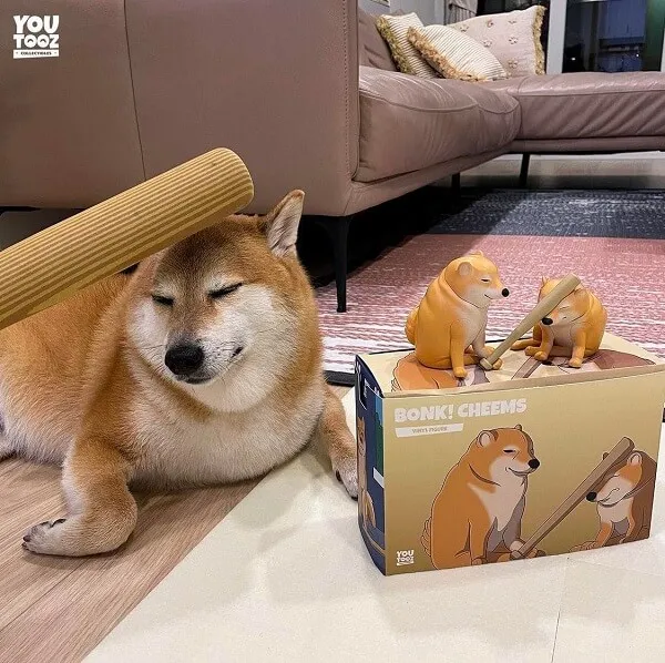 Những hình ảnh shiba meme ẩn sau sự hài hước và siêu cute