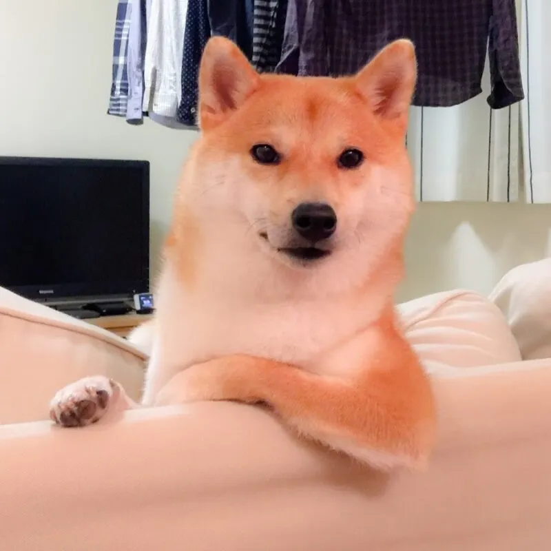 Những hình ảnh shiba meme ẩn sau sự hài hước và siêu cute