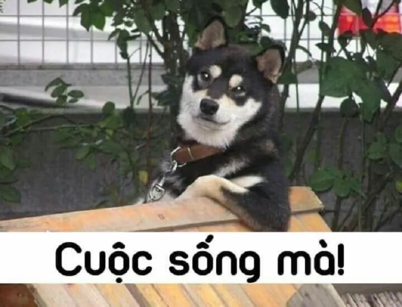 Những khoảnh khắc khó đỡ được tóm gọn trong bộ ảnh meme hài hước