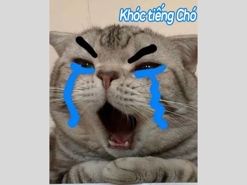 Những khoảnh khắc khó đỡ được tóm gọn trong bộ ảnh meme hài hước