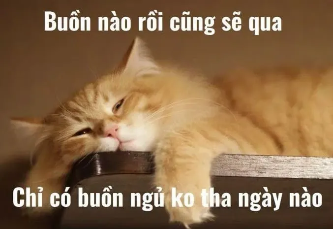 Những meme mèo buồn ngủ đáng yêu nhất mạng xã hội