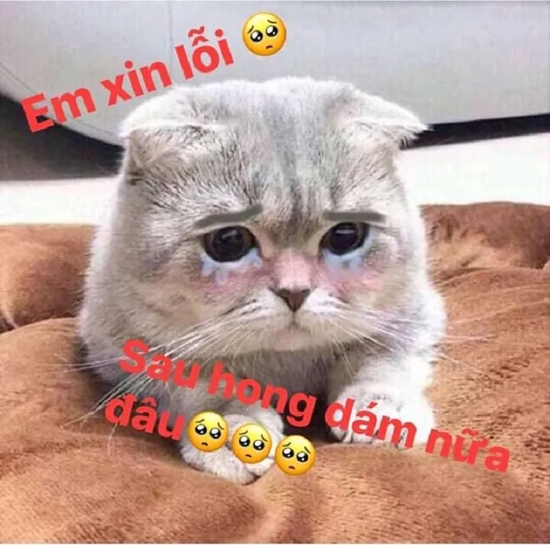 Những meme mèo buồn ngủ đáng yêu nhất mạng xã hội