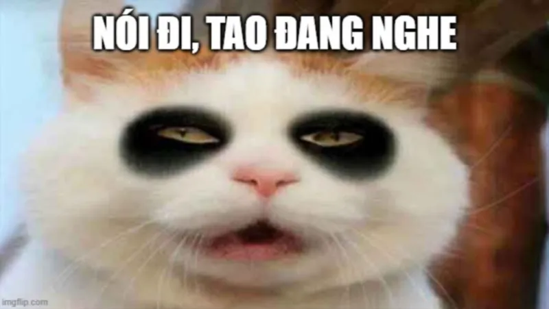 Những meme mèo buồn ngủ đáng yêu nhất mạng xã hội