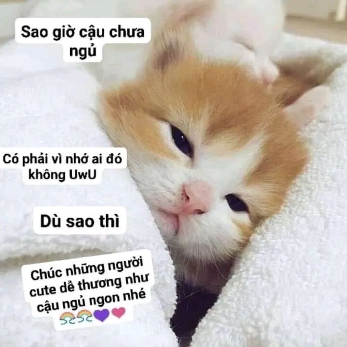 Những meme mèo buồn ngủ đáng yêu nhất mạng xã hội