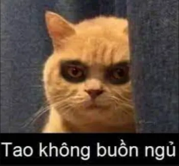 Những meme mèo buồn ngủ đáng yêu nhất mạng xã hội