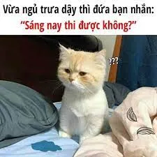 Những meme mèo buồn ngủ đáng yêu nhất mạng xã hội