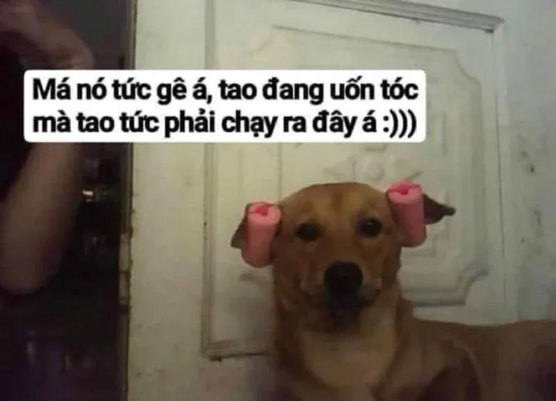 Sự giải trí bất khả cưỡng của bộ sưu tập ảnh meme vui