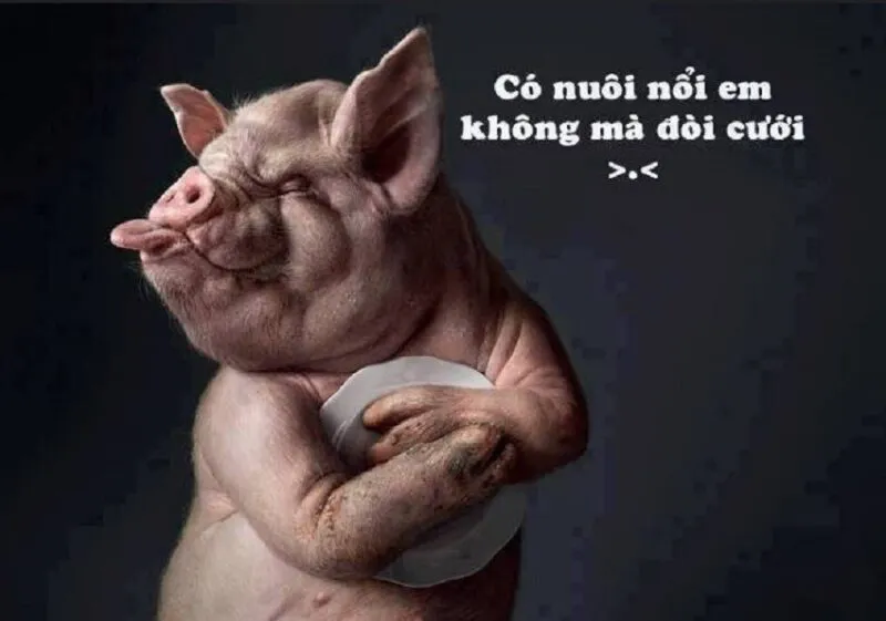 Sự giải trí bất khả cưỡng của bộ sưu tập ảnh meme vui