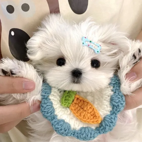 Tải miễn phí 100+ avatar chó cute cho mọi nền tảng