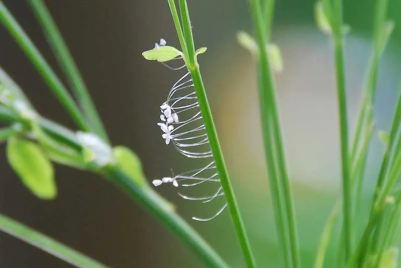 Tìm hiểu ý nghĩa đặc biệt của hoa ưu đàm trong Phật giáo