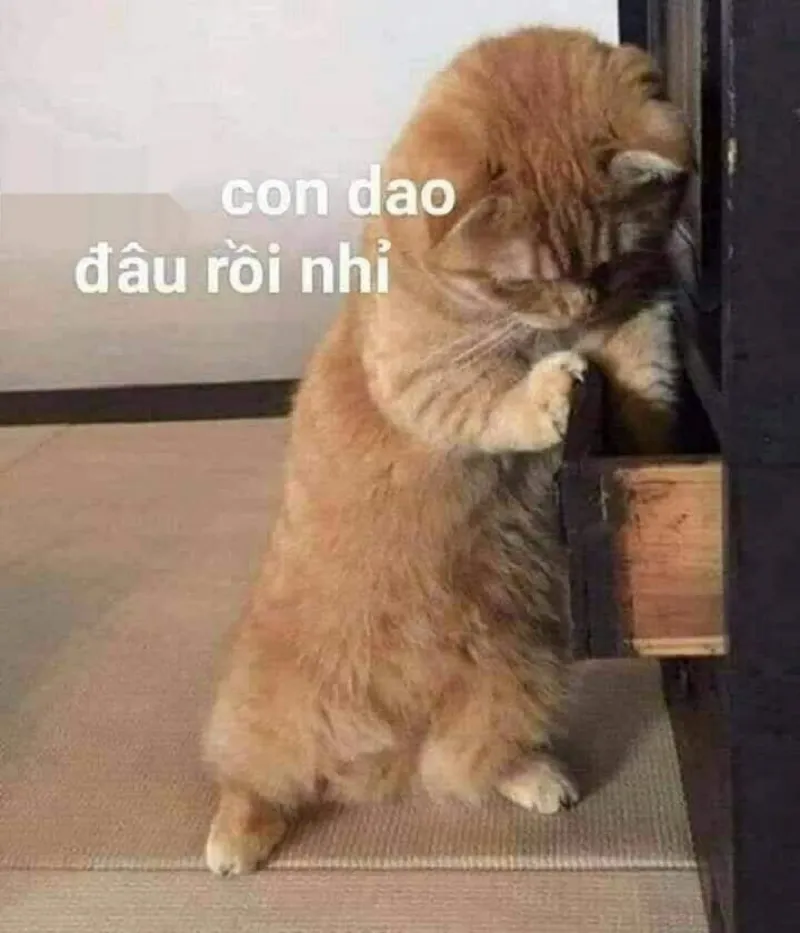 Tổng hợp 100+ ảnh meme mèo siêu đáng yêu và bất hủ