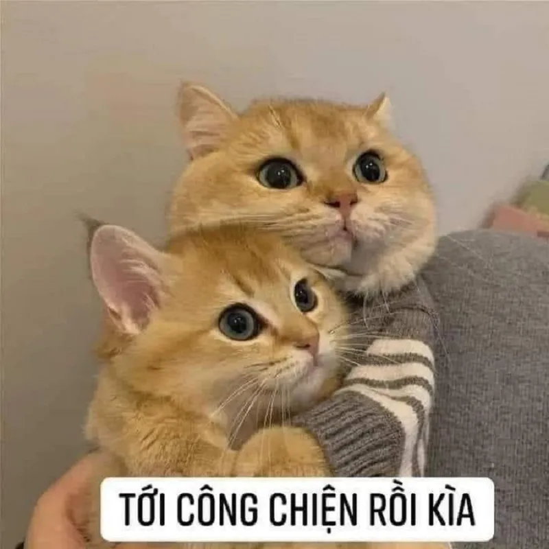 Tổng hợp 100+ ảnh meme mèo siêu đáng yêu và bất hủ