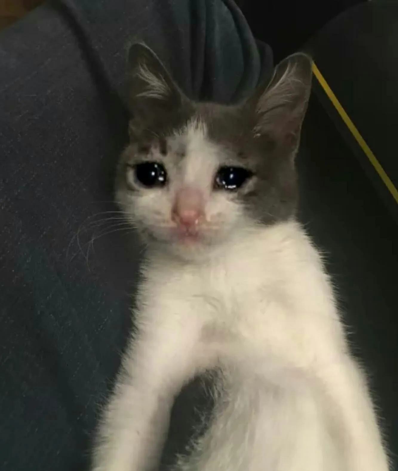 Top 100+ Hình ảnh cat crying meme mang biểu cảm buồn bã