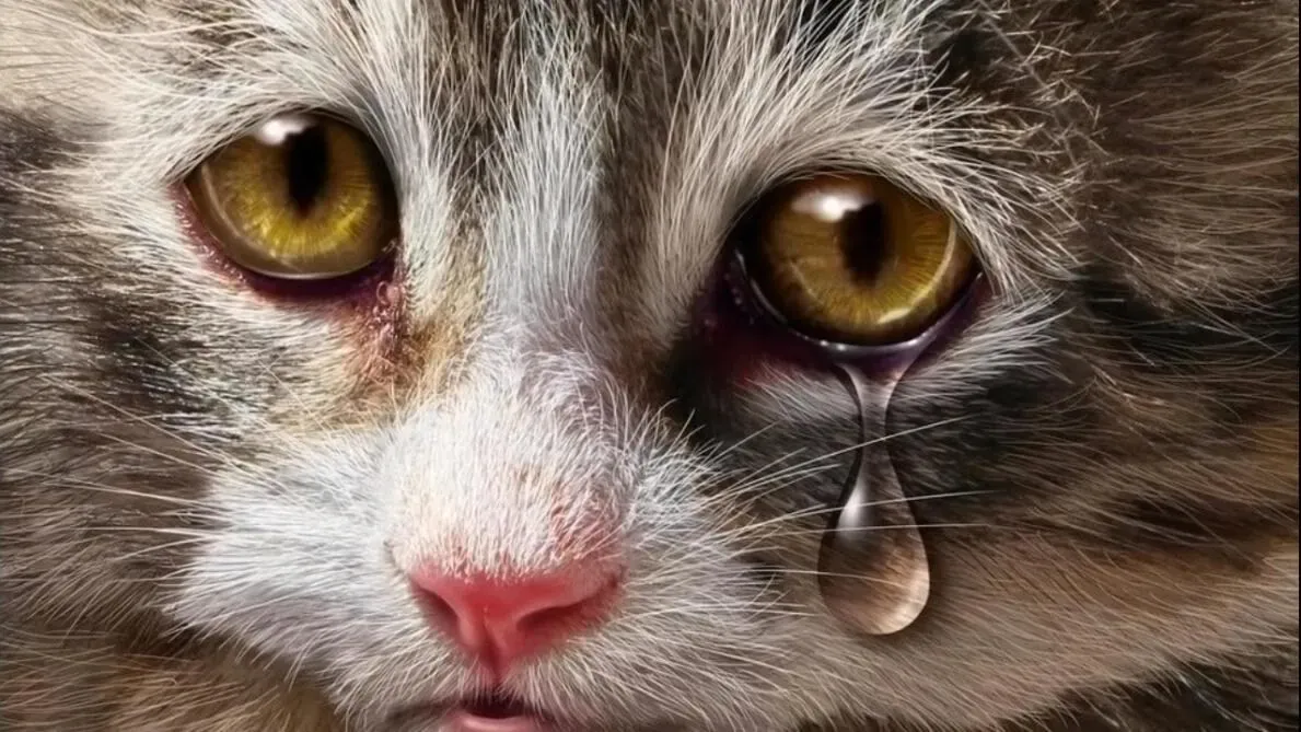 Top 100+ Hình ảnh cat crying meme mang biểu cảm buồn bã