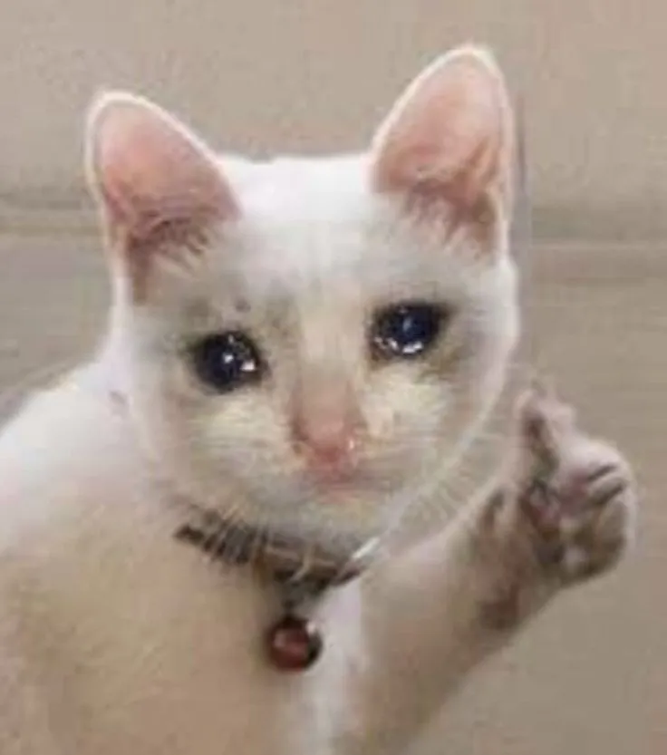 Top 100+ Hình ảnh cat crying meme mang biểu cảm buồn bã