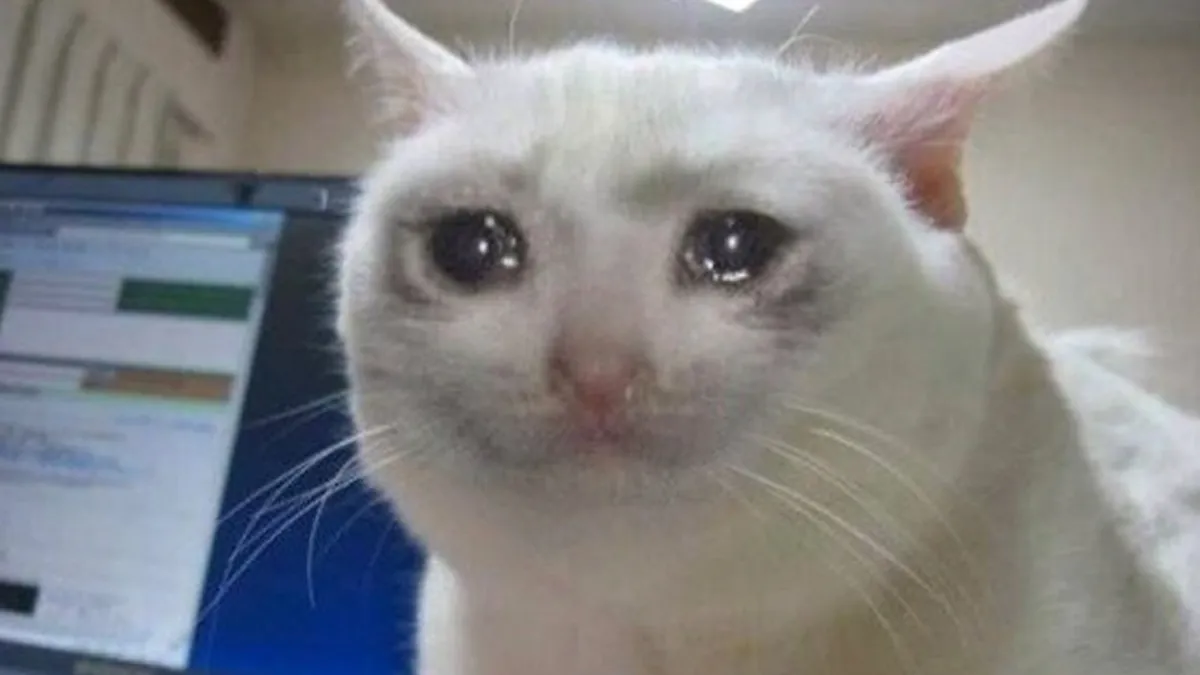 Top 100+ Hình ảnh cat crying meme mang biểu cảm buồn bã