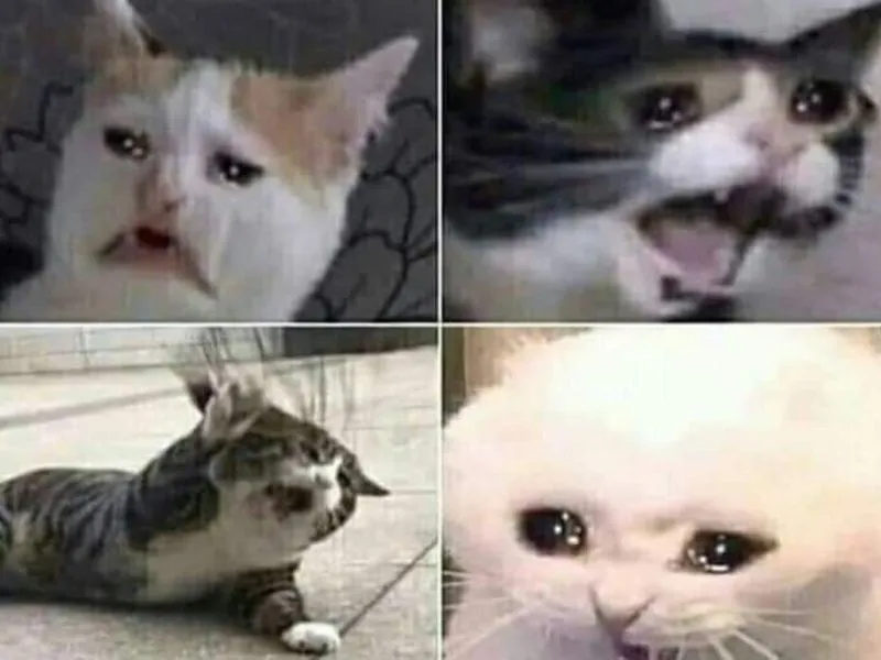 Top 100+ Hình ảnh cat crying meme mang biểu cảm buồn bã