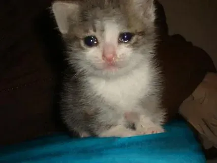 Top 100+ Hình ảnh cat crying meme mang biểu cảm buồn bã