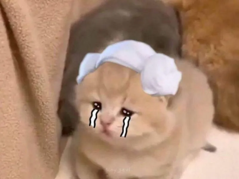 Top 100+ Hình ảnh cat crying meme mang biểu cảm buồn bã