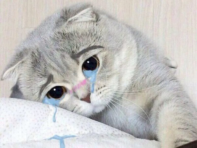 Top 100+ Hình ảnh cat crying meme mang biểu cảm buồn bã