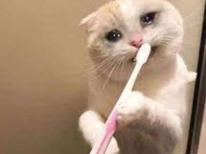 Top 100+ Hình ảnh cat crying meme mang biểu cảm buồn bã