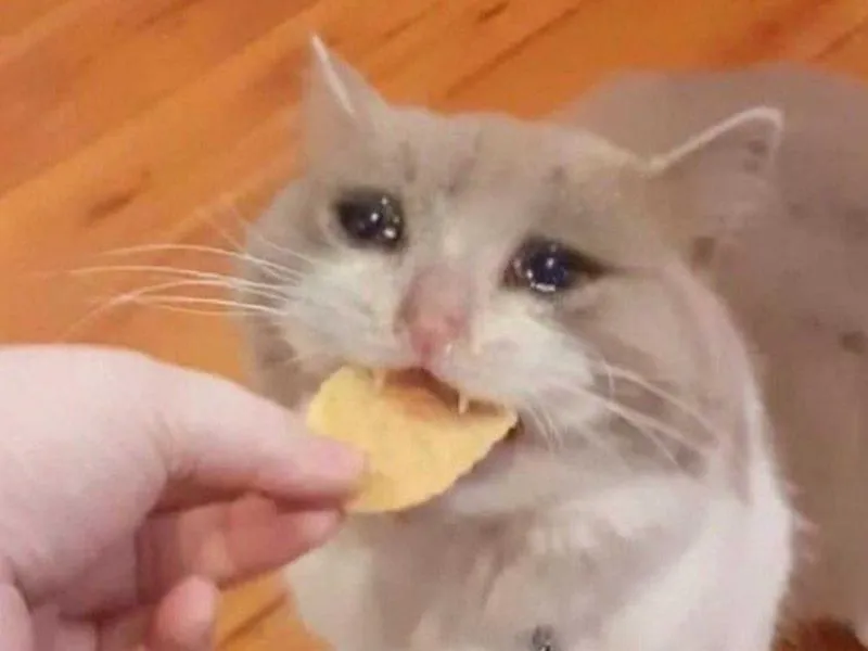 Top 100+ Hình ảnh cat crying meme mang biểu cảm buồn bã