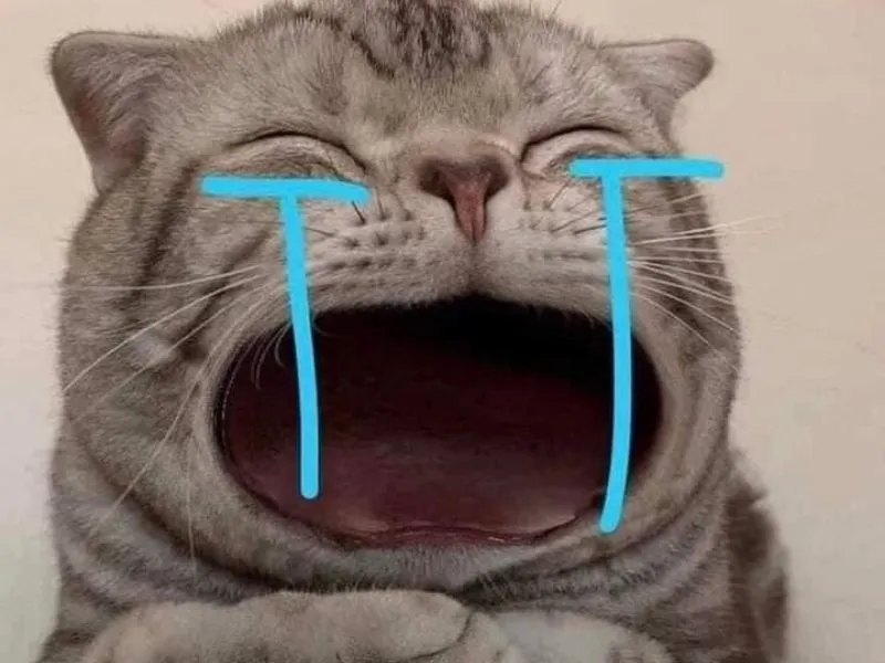 Top 100+ Hình ảnh cat crying meme mang biểu cảm buồn bã