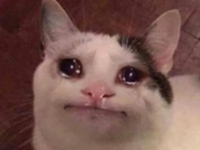 Top 100+ Hình ảnh cat crying meme mang biểu cảm buồn bã