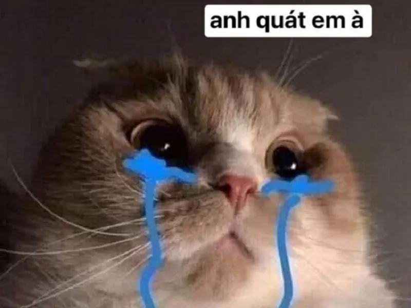 Top 100+ Hình ảnh cat crying meme mang biểu cảm buồn bã