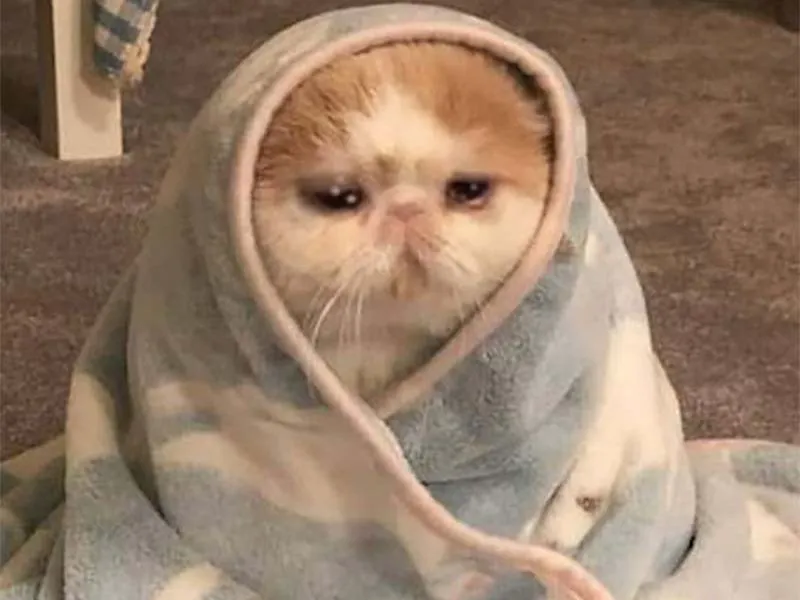 Top 100+ Hình ảnh cat crying meme mang biểu cảm buồn bã