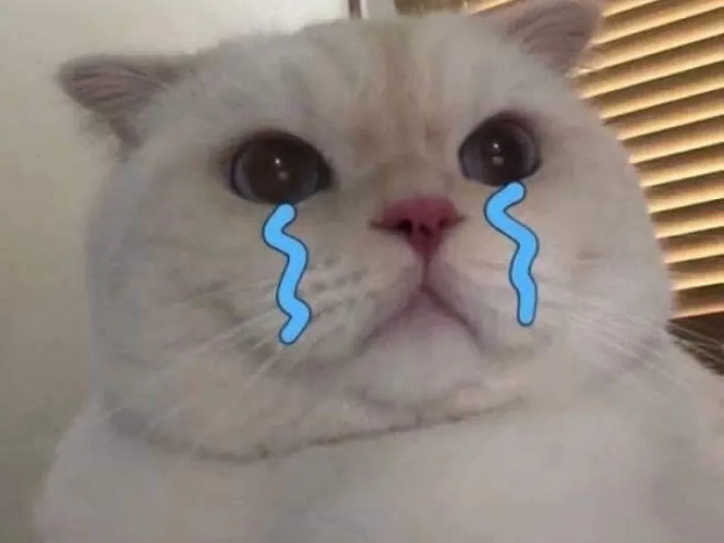 Top 100+ Hình ảnh cat crying meme mang biểu cảm buồn bã