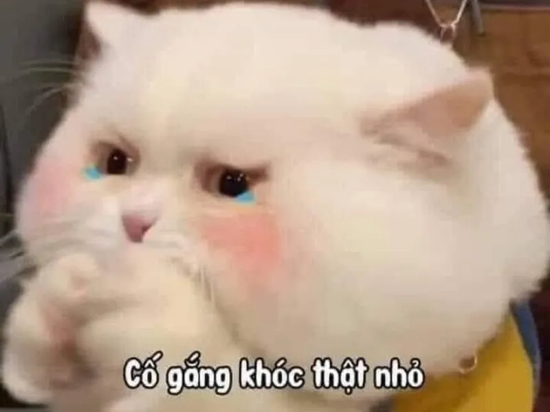 Top 100+ Hình ảnh cat crying meme mang biểu cảm buồn bã