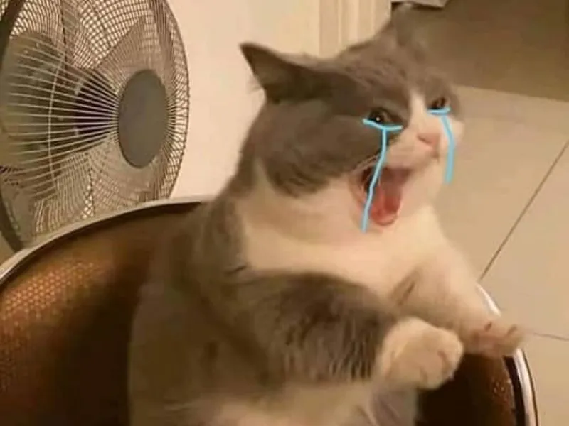 Top 100+ Hình ảnh cat crying meme mang biểu cảm buồn bã