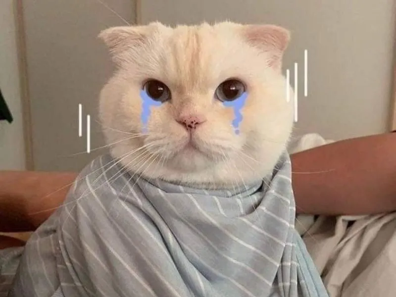 Top 100+ Hình ảnh cat crying meme mang biểu cảm buồn bã