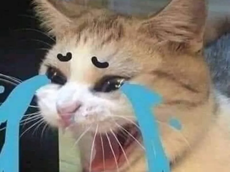 Top 100+ Hình ảnh cat crying meme mang biểu cảm buồn bã