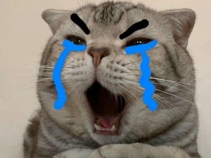 Top 100+ Hình ảnh cat crying meme mang biểu cảm buồn bã