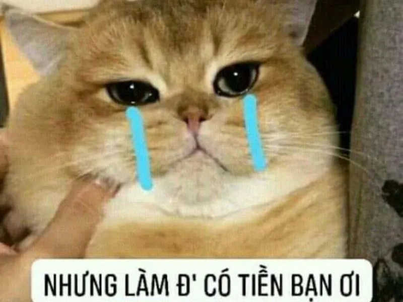 Top 100+ Hình ảnh cat crying meme mang biểu cảm buồn bã