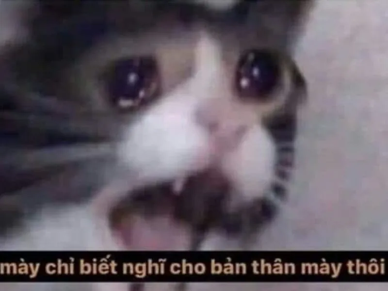 Top 100+ Hình ảnh cat crying meme mang biểu cảm buồn bã