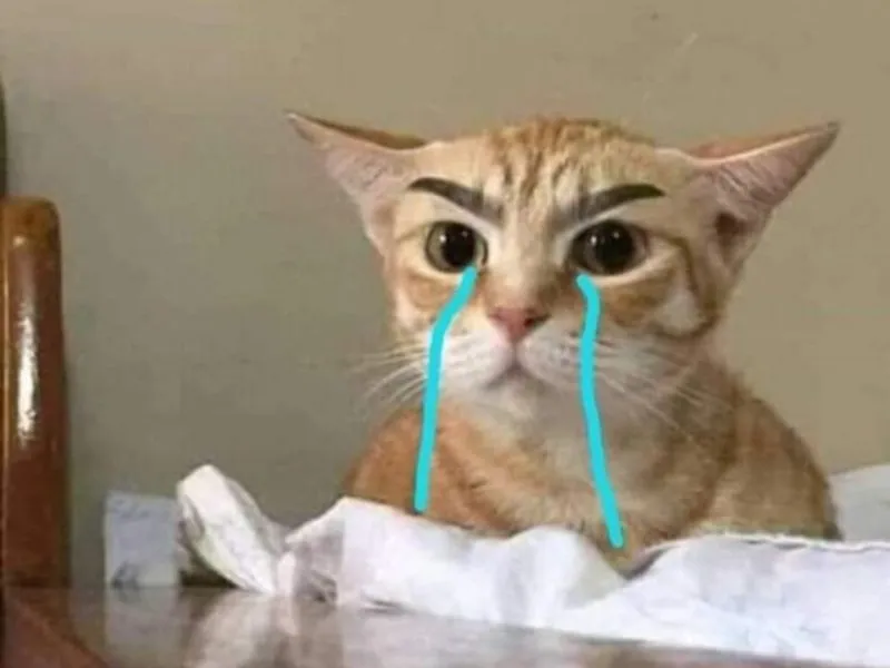 Top 100+ Hình ảnh cat crying meme mang biểu cảm buồn bã