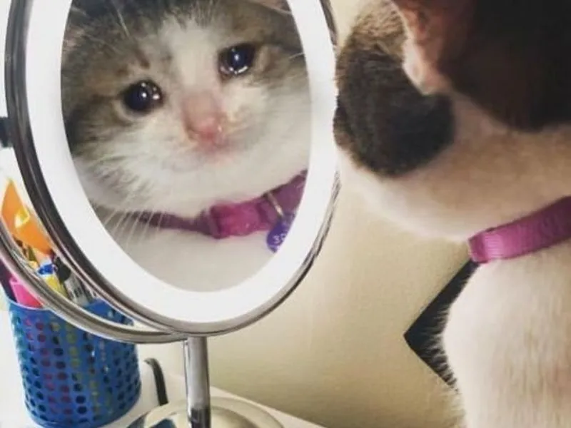 Top 100+ Hình ảnh cat crying meme mang biểu cảm buồn bã