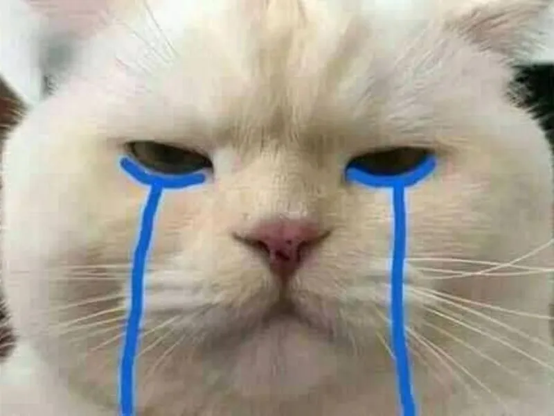 Top 100+ Hình ảnh cat crying meme mang biểu cảm buồn bã