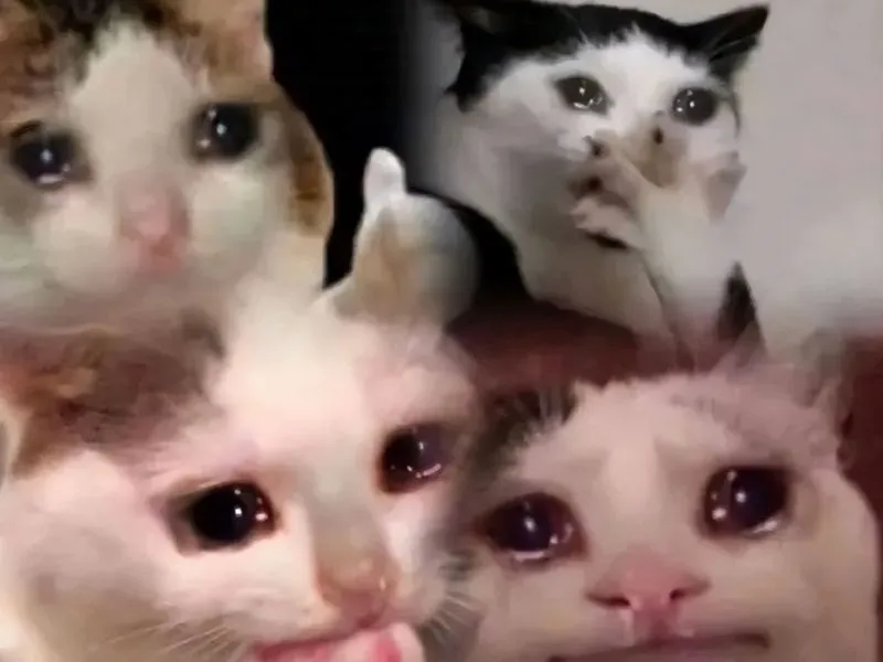 Top 100+ Hình ảnh cat crying meme mang biểu cảm buồn bã