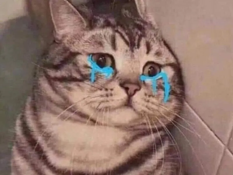 Top 100+ Hình ảnh cat crying meme mang biểu cảm buồn bã